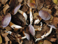 Cortinarius croceocoeruleus