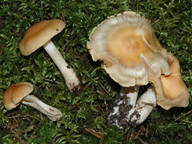 Cortinarius microspermus