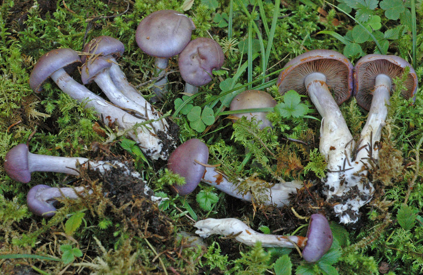 Cortinarius salor