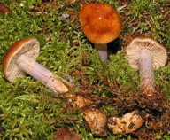 Cortinarius collinitus