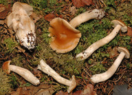 Cortinarius microspermus
