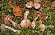 Cortinarius emunctus