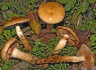 Cortinarius trivialis