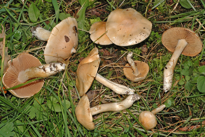 Cortinarius barbatus