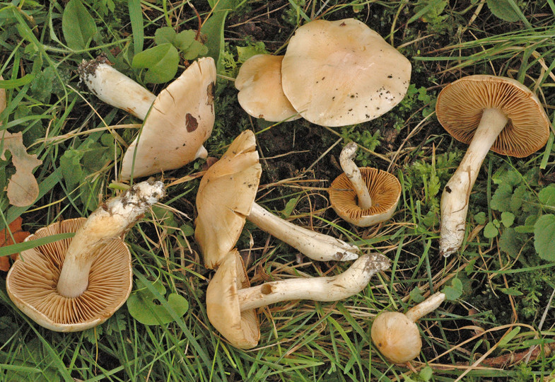 Cortinarius barbatus