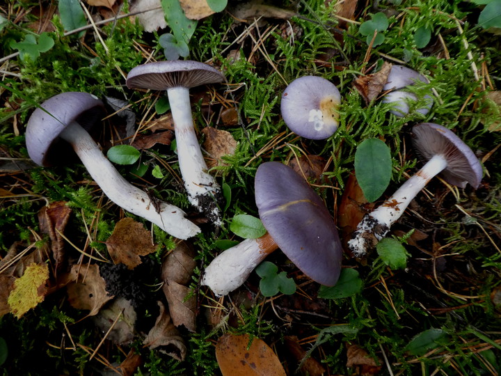 Cortinarius salor