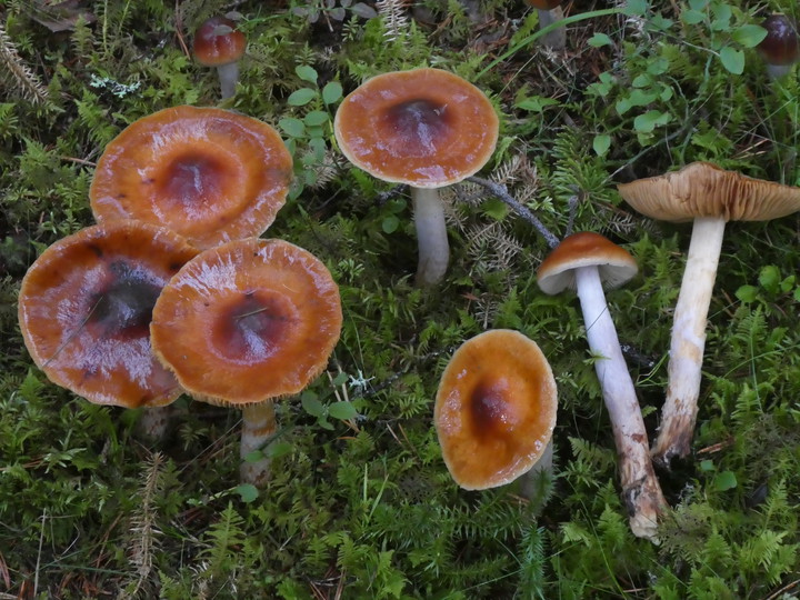 Cortinarius mucosus