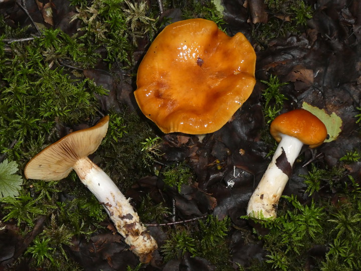 Cortinarius septentrionalis