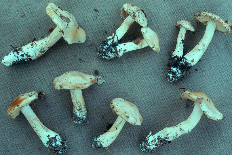 Cortinarius barbatus