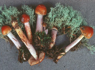 Cortinarius collinitus