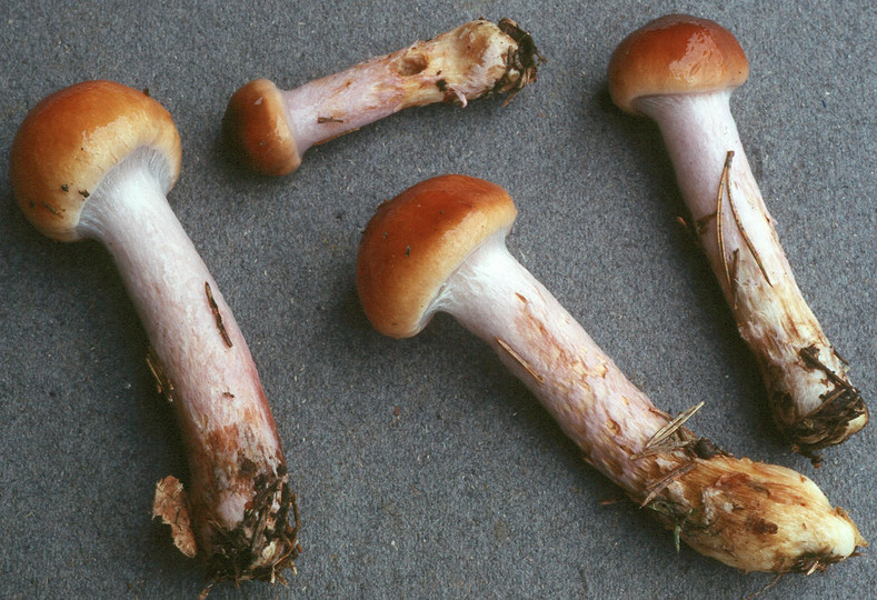 Cortinarius collinitus