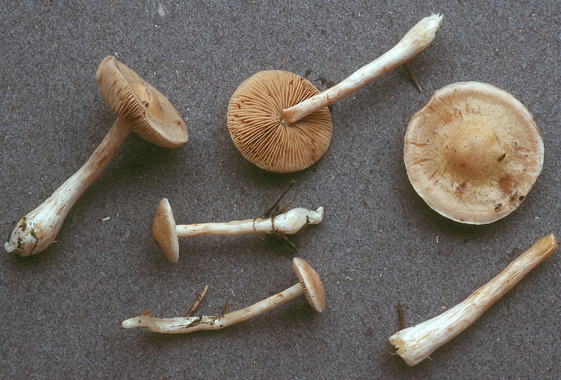 Cortinarius eburneus