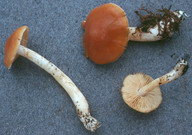 Cortinarius microspermus