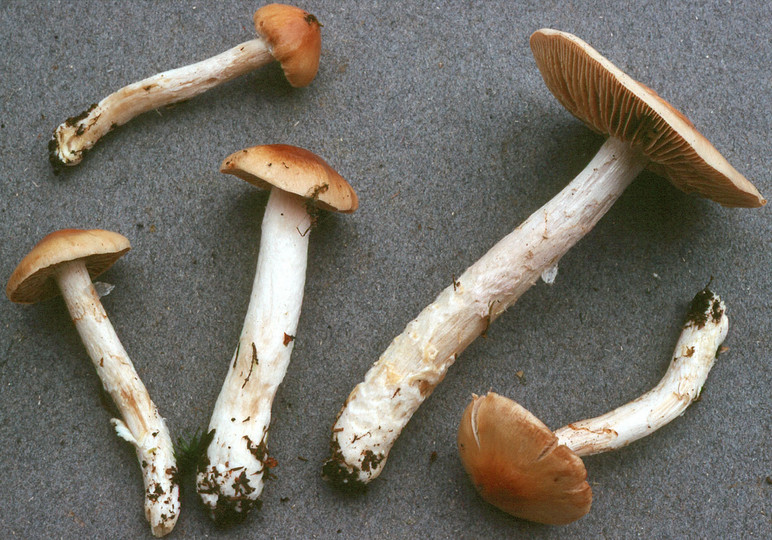 Cortinarius mucifluus