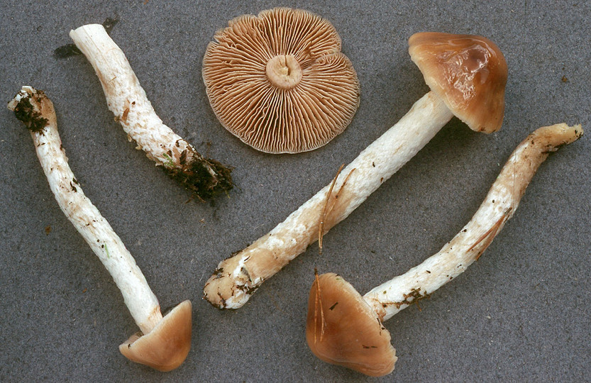 Cortinarius mucifluus