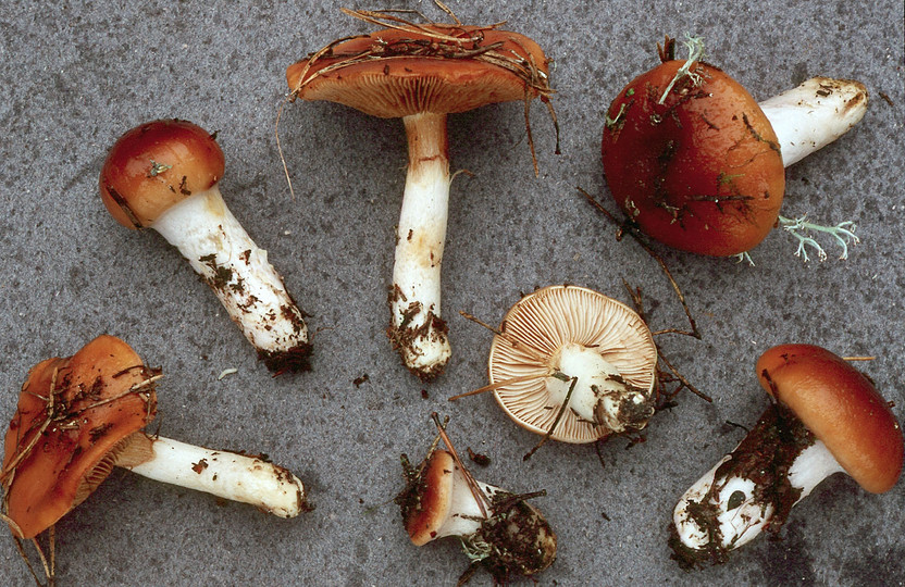 Cortinarius mucosus