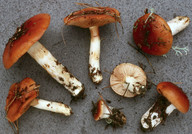 Cortinarius mucosus