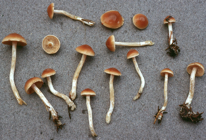 Cortinarius pluvius