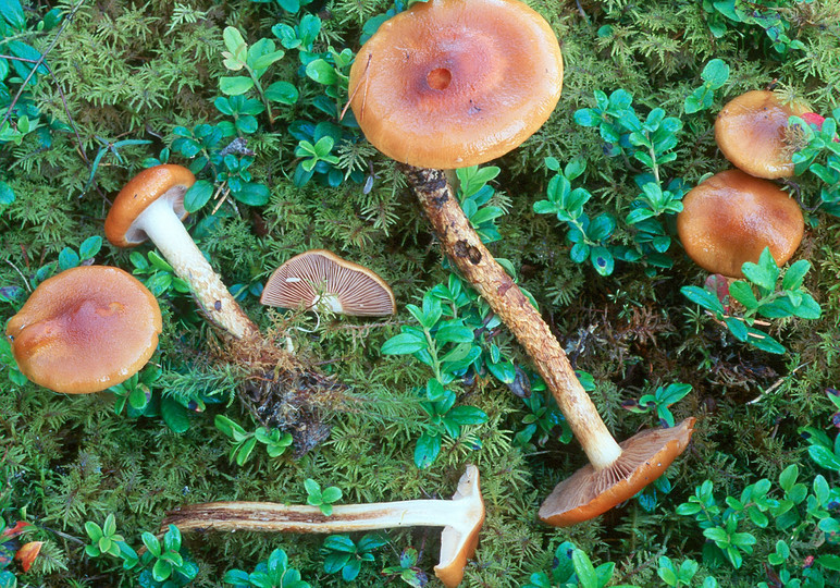 Cortinarius trivialis