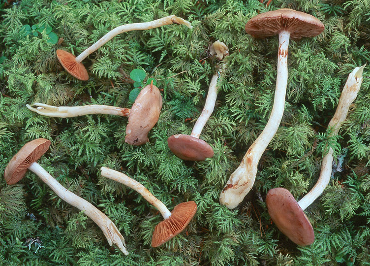 Cortinarius betulinus