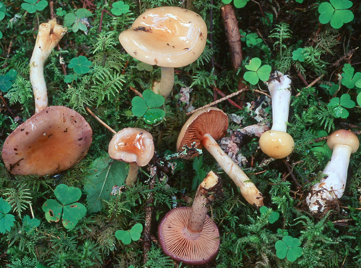 Cortinarius transiens