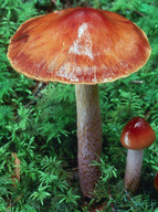 Cortinarius collinitus