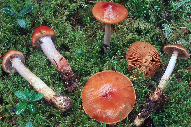 Cortinarius collinitus