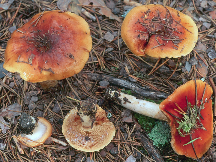 Cortinarius mucosus