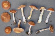 Cortinarius pluvius