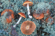 Cortinarius mucosus