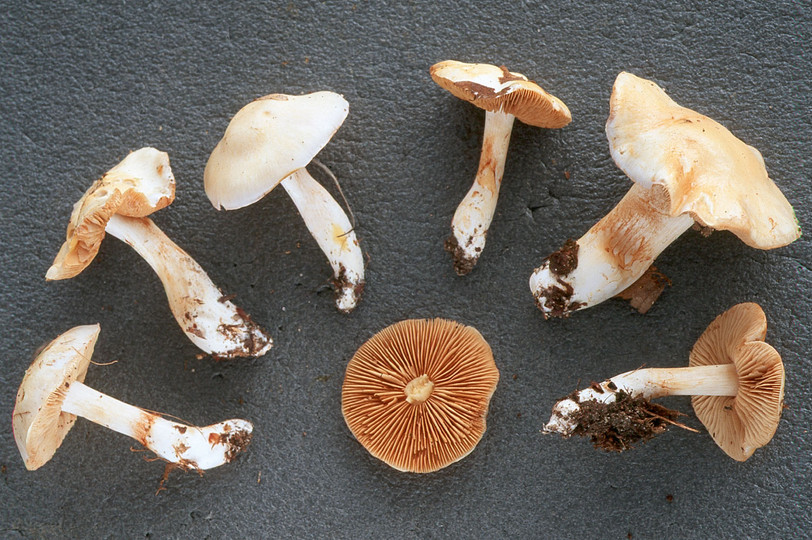 Cortinarius barbatus