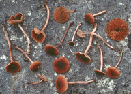 Naucoria spadicea