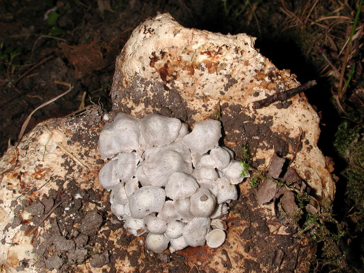 Nyctalis parasitica