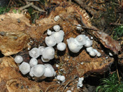 Nyctalis parasitica