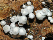 Nyctalis parasitica