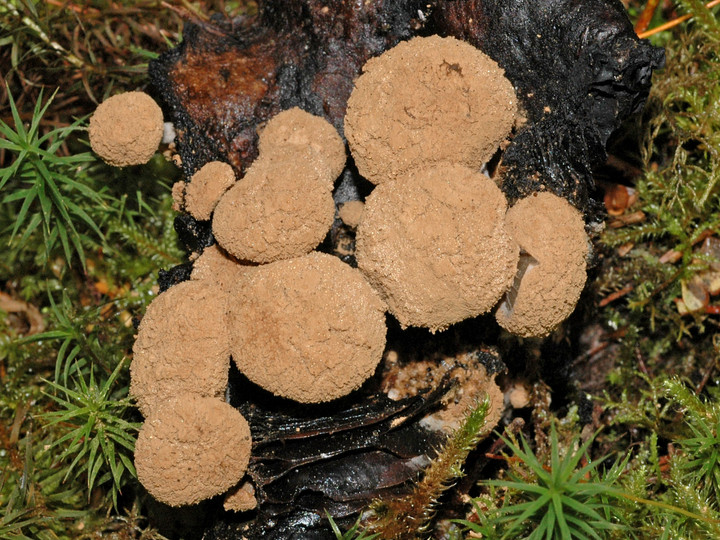 Nyctalis asterophora