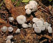 Nyctalis parasitica