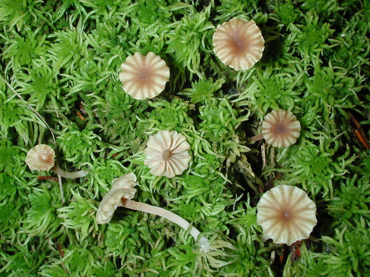 Omphalina ericetorum