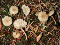 Omphalina ericetorum