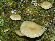 Omphalina grossula