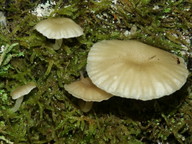 Omphalina grossula