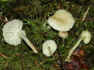 Omphalina grossula