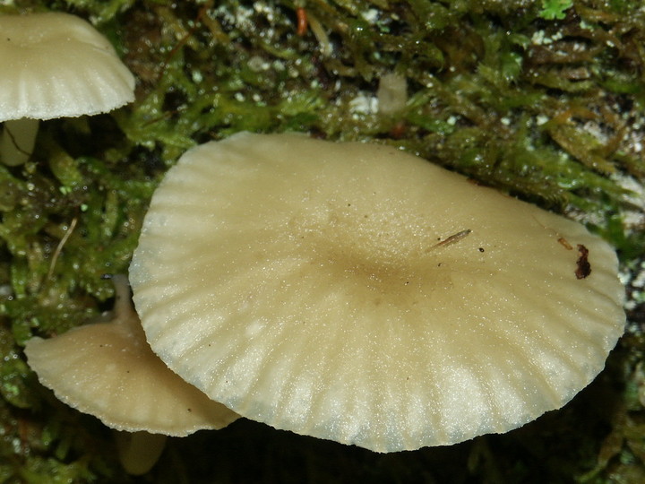 Omphalina grossula