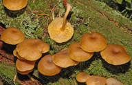 Omphalina chrysophylla