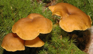 Omphalina chrysophylla