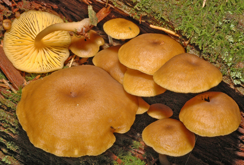 Omphalina chrysophylla