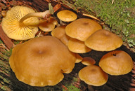 Omphalina chrysophylla