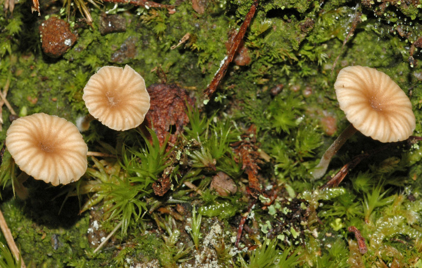 Omphalina ericetorum