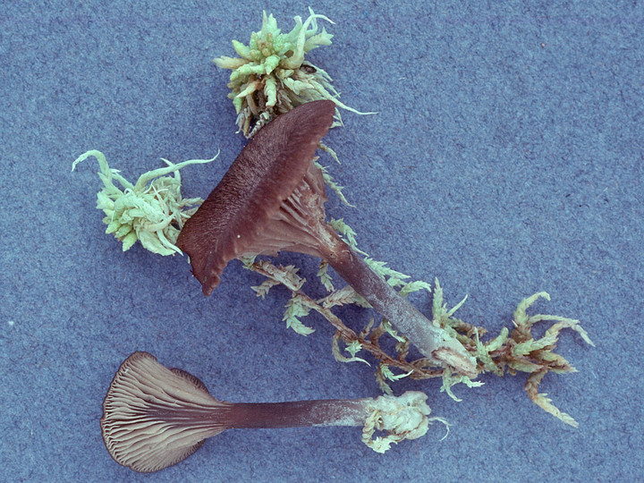 Omphalina fusconigra
