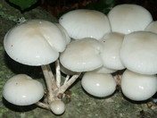 Oudemansiella mucida